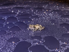 Kurixalus idiootocus