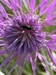 Oedemera flavipes