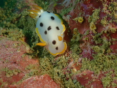 Chromodoris orientalis