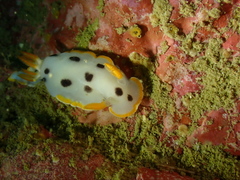 Chromodoris orientalis
