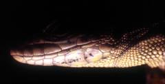 Podarcis muralis