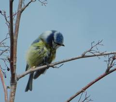 Cyanistes caeruleus