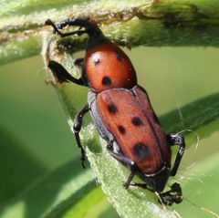 Rhodobaenus tredecimpunctatus