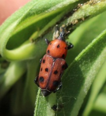 Rhodobaenus tredecimpunctatus