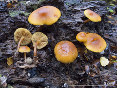 Gymnopilus austropicreus