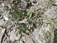 Taraxacum officinale