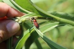 Rhodobaenus tredecimpunctatus