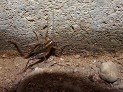 Ceuthophilus maculatus