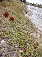 Juncus megacephalus