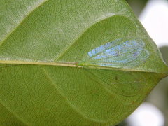 Apochrysa evanida