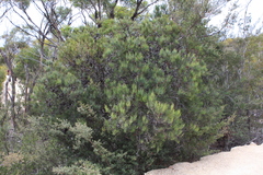 Allocasuarina monilifera