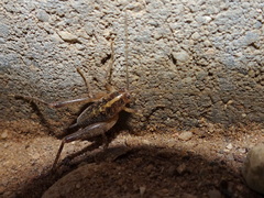 Ceuthophilus maculatus