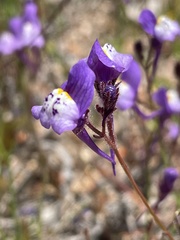 Linaria algarviana