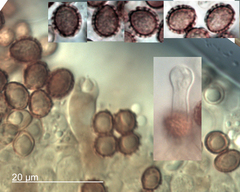 Gymnopilus austropicreus