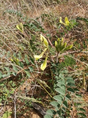 Astragalus longipetalus