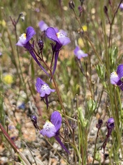 Linaria algarviana
