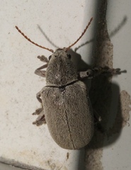 Glyptoscelis albicans