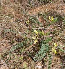 Astragalus longipetalus