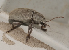 Glyptoscelis albicans