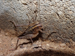 Ceuthophilus maculatus