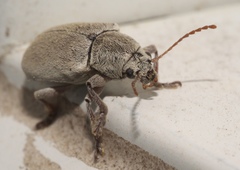 Glyptoscelis albicans