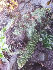 Halichondria panicea