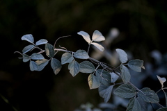 Rhynchosia albissima