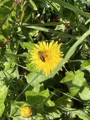 Apis mellifera