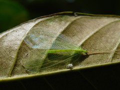 Apochrysa evanida