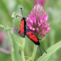 Zygaena graslini