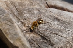 Osmia caerulescens