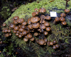 Kuehneromyces brunneoalbescens