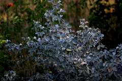 Rhynchosia albissima