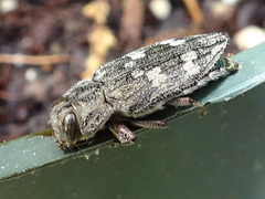 Chrysobothris femorata