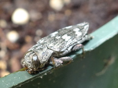 Chrysobothris femorata