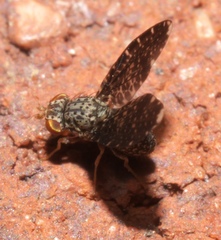 Trypetisoma sticticum