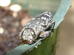 Chrysobothris femorata