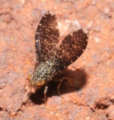 Trypetisoma sticticum