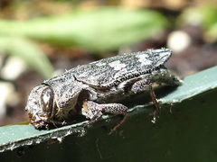 Chrysobothris femorata
