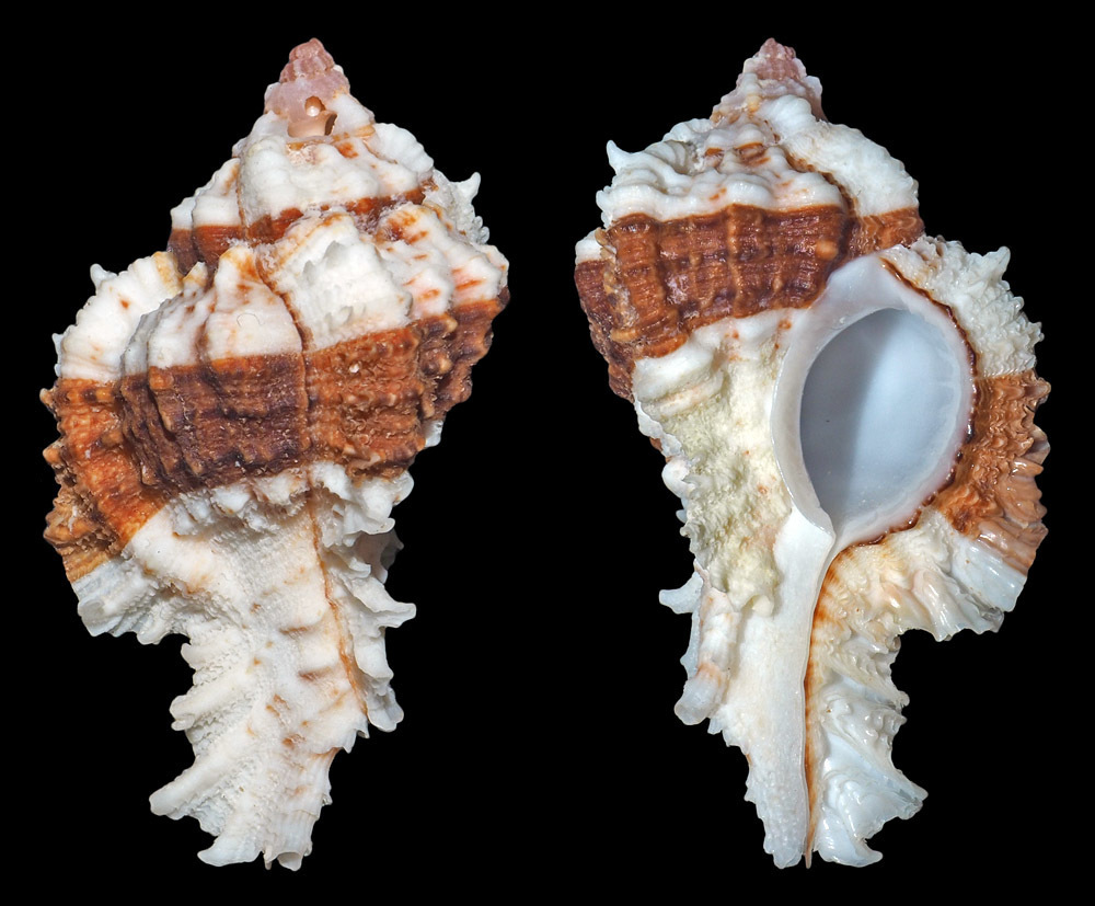 Chicomurex excelsus