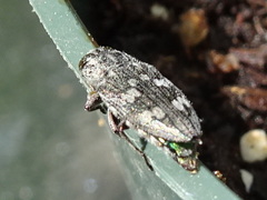 Chrysobothris femorata