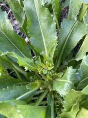Brassica elongata
