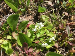 Viola macloskeyi