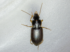 Parophonus maculicornis