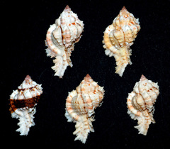 Chicomurex excelsus