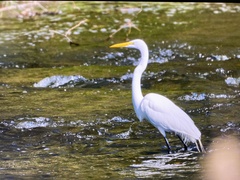 Ardea alba