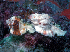 Chicomurex excelsus