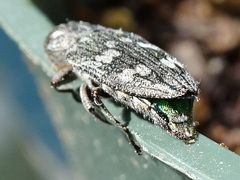Chrysobothris femorata