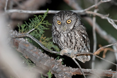 Megascops trichopsis