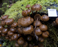 Kuehneromyces brunneoalbescens